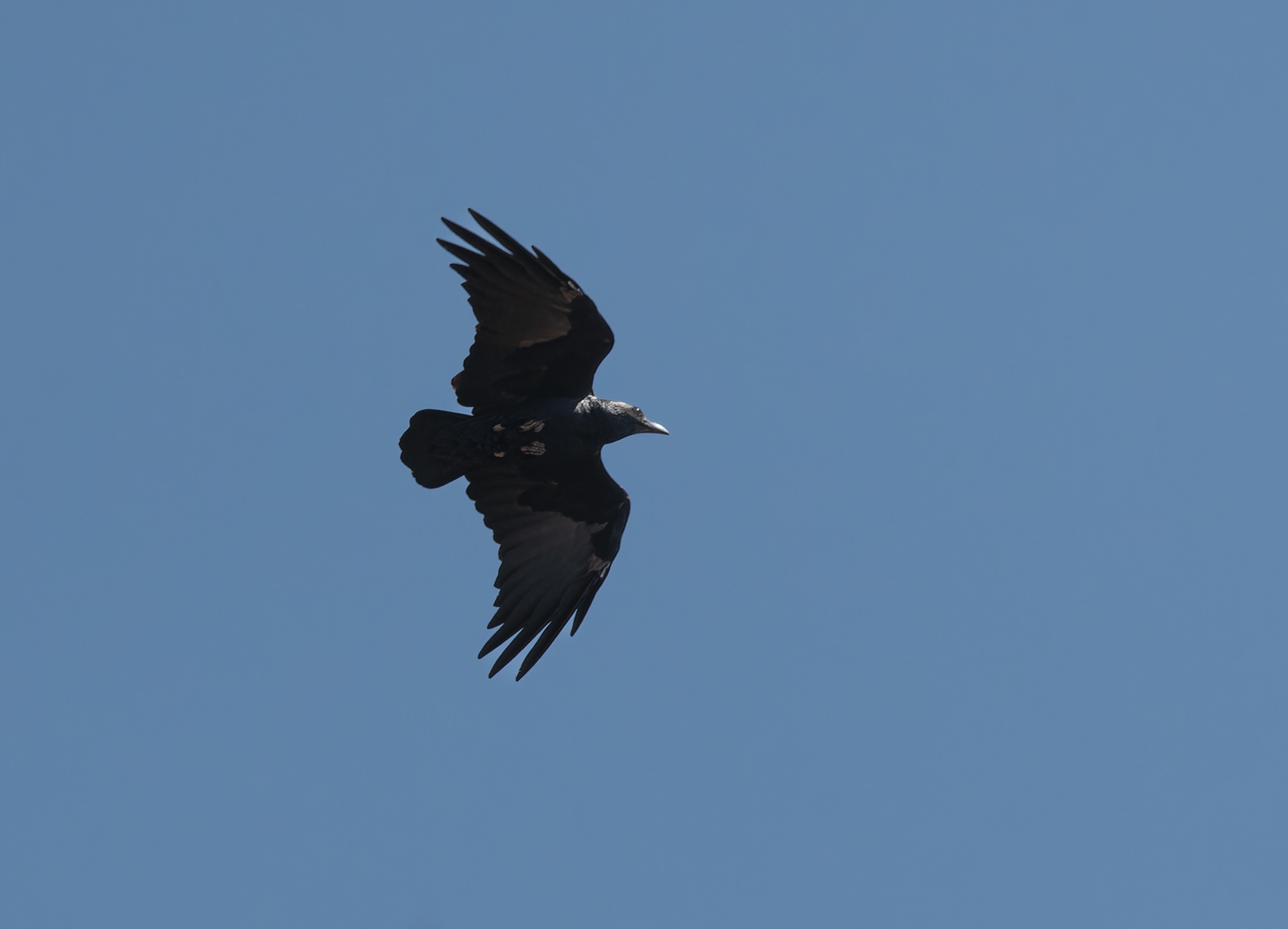 fan-tailed raven