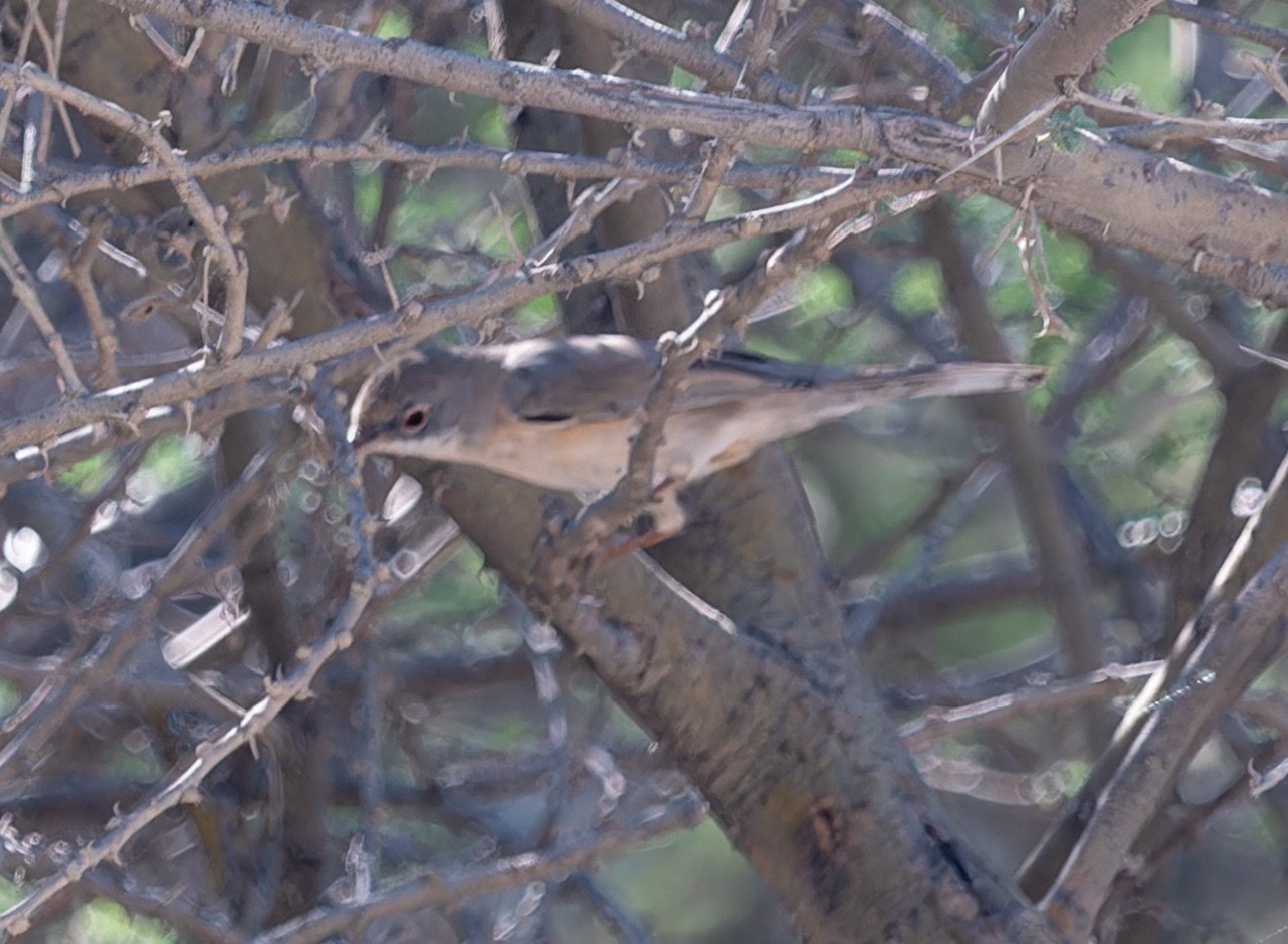 Menetries's Warbler
