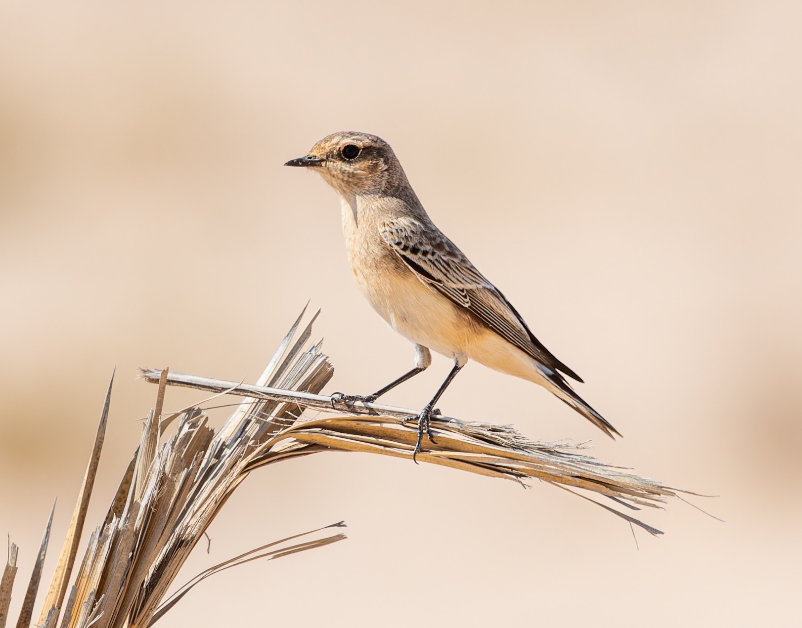 pied wheatear