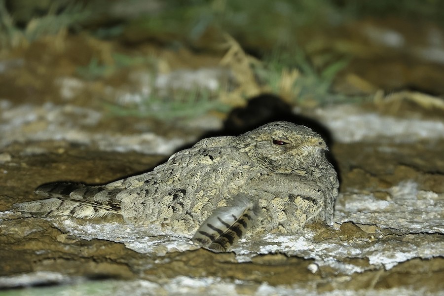 egyptian nightjar