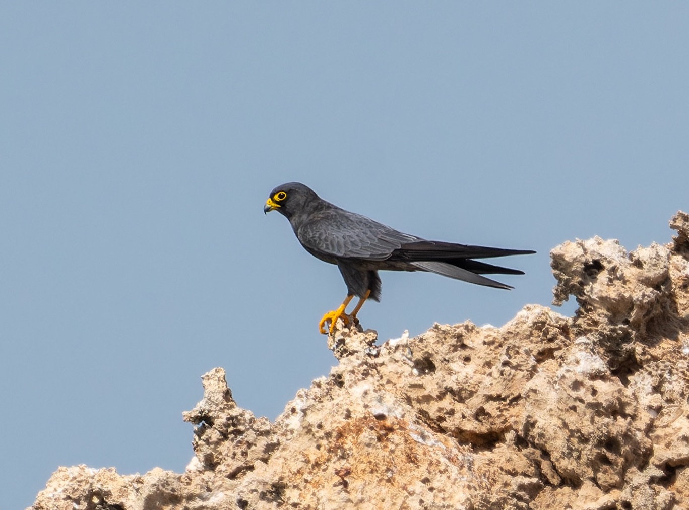 Sooty Falcon