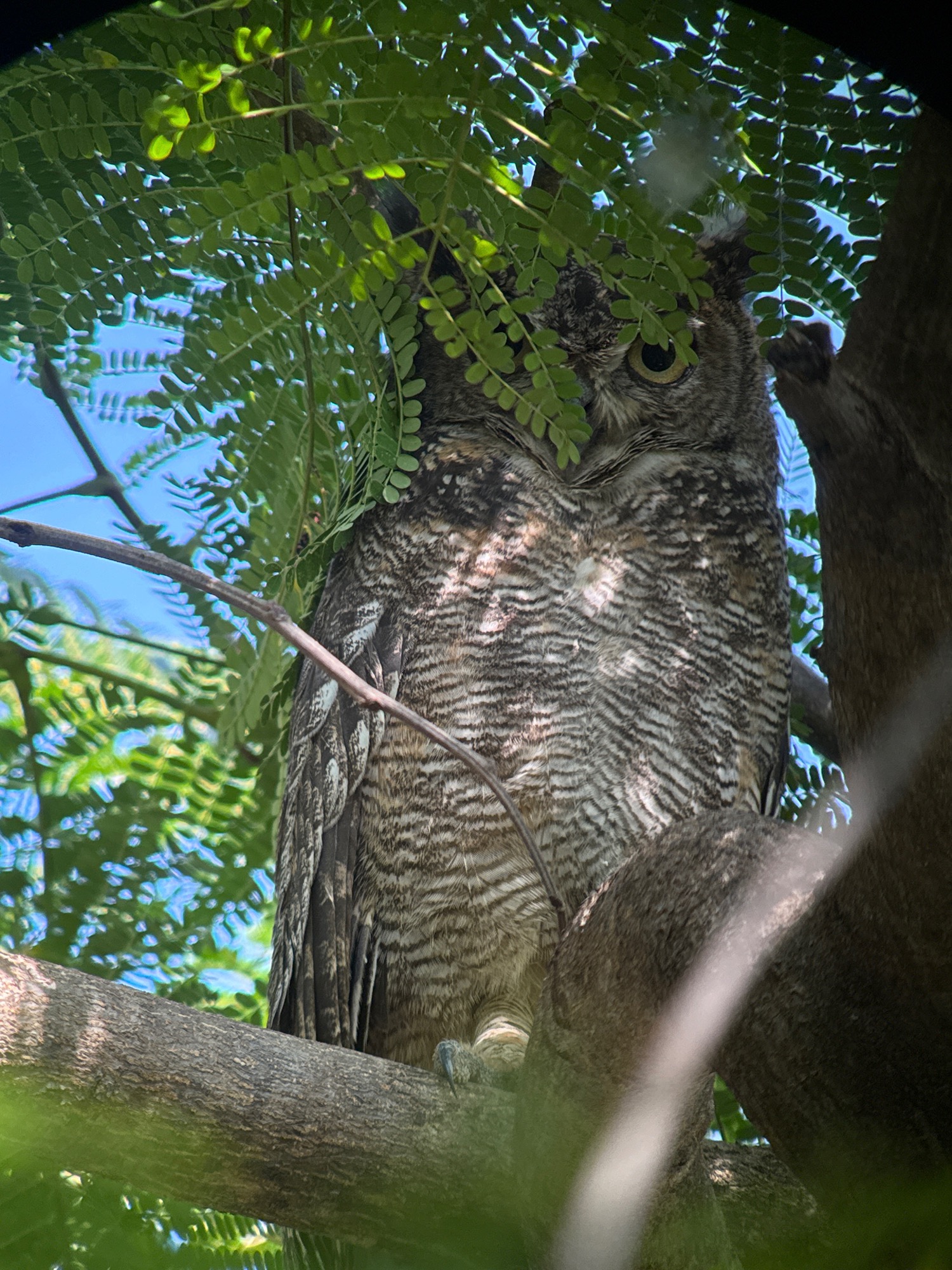 arabian eagle owl