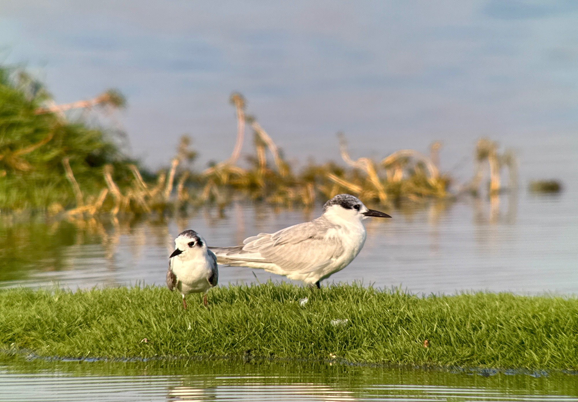 white-winged tern