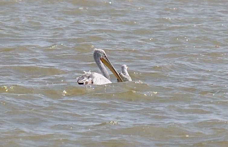 Dalmatian pelican
