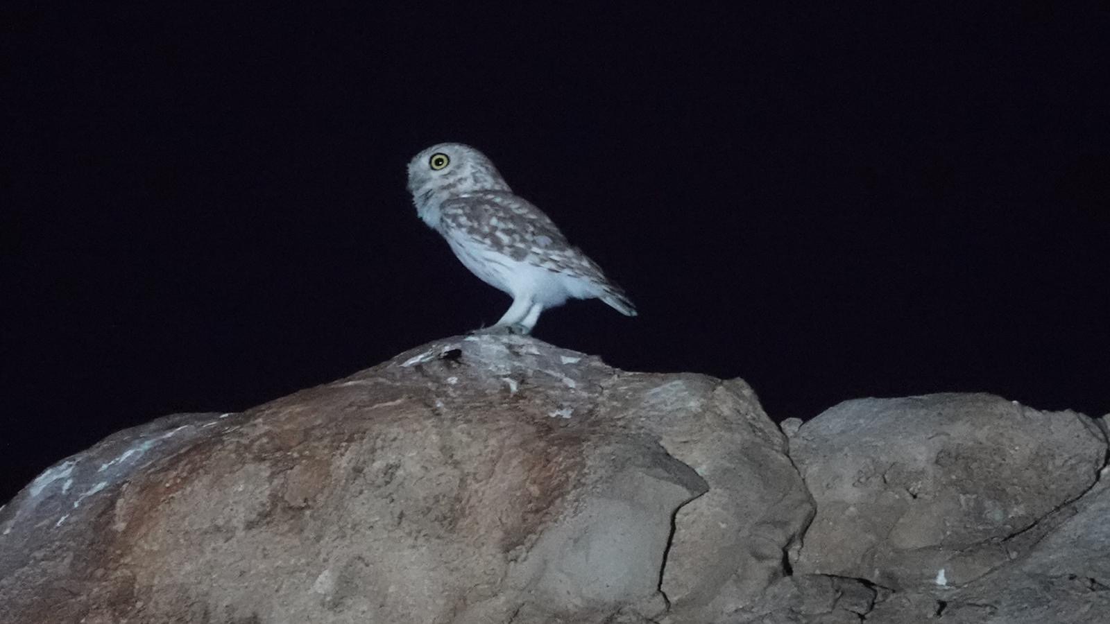 Little Owl