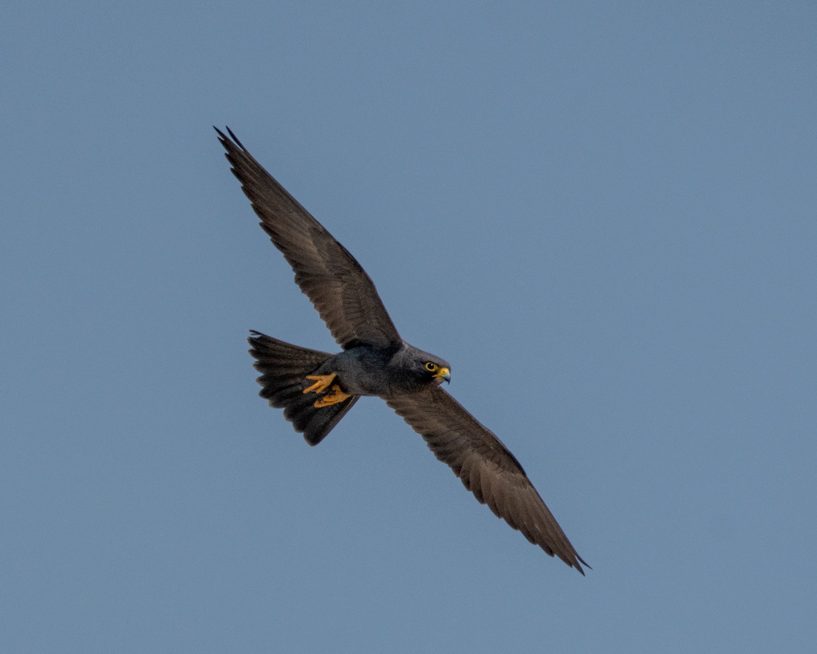 Sooty Falcon