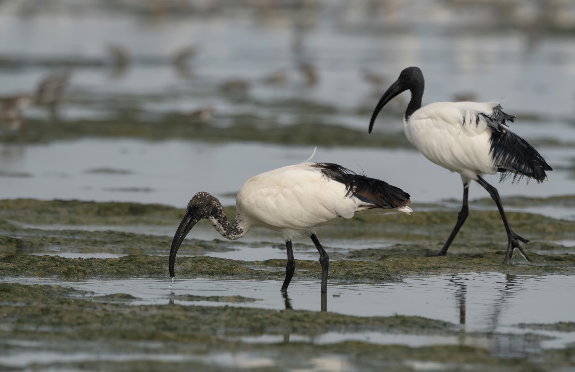 african sacred ibis