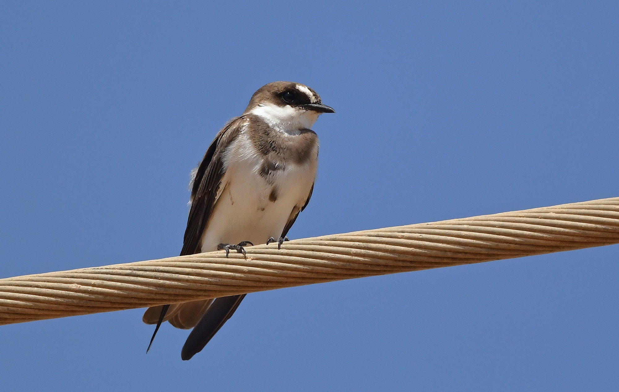 Banded Martin