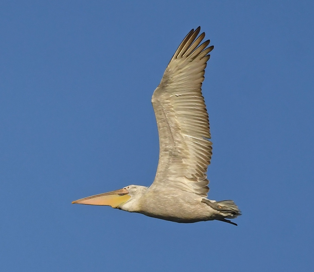 dalmatian pelican