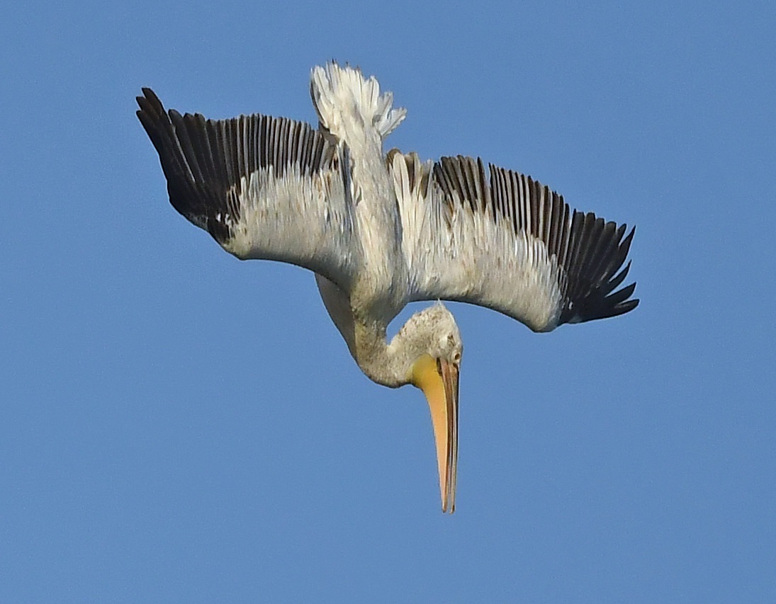dalmatian pelican