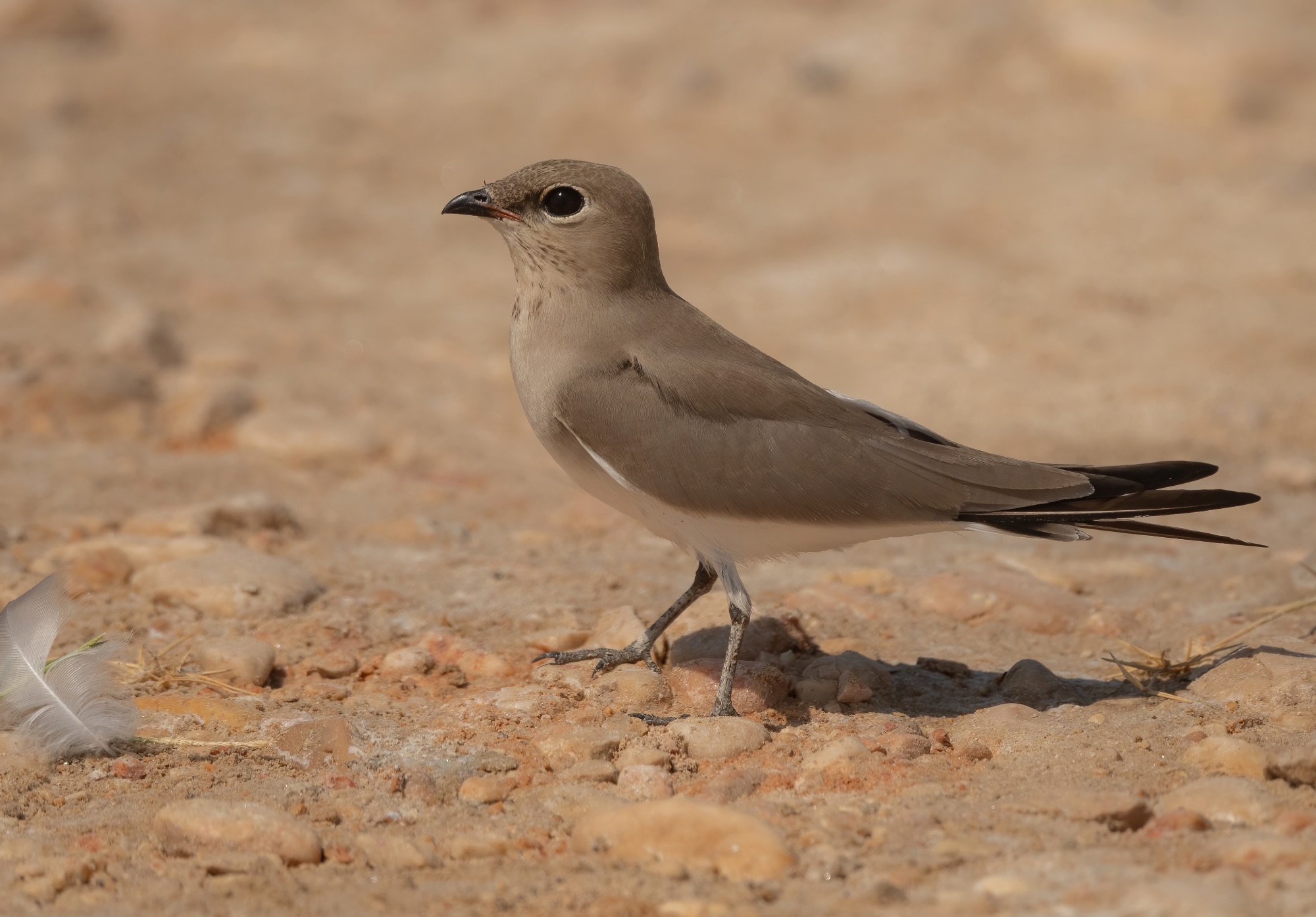 small pratincole