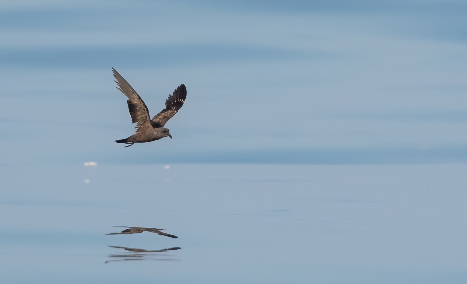 swinhoe's storm petrel