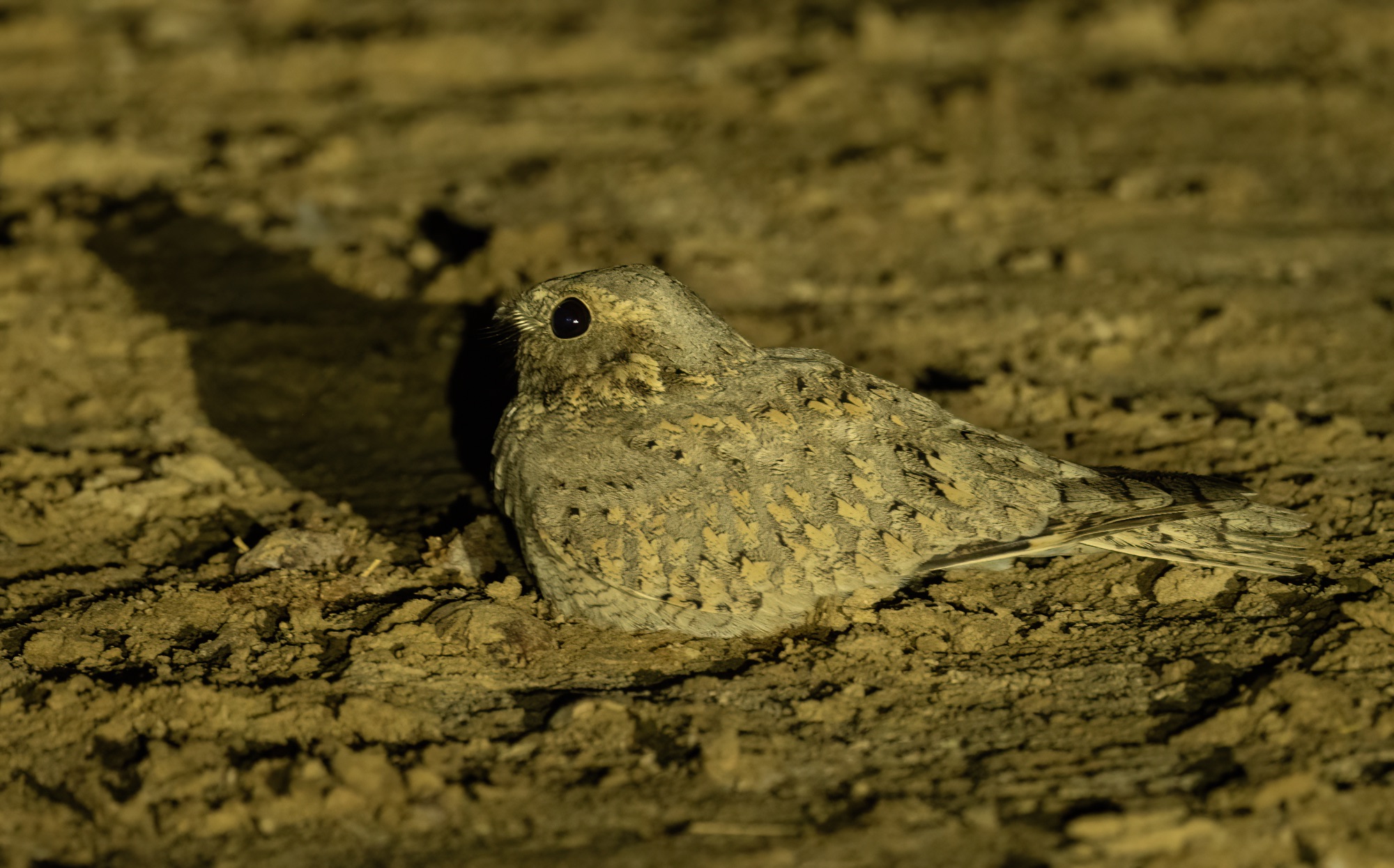 sykes's nightjar
