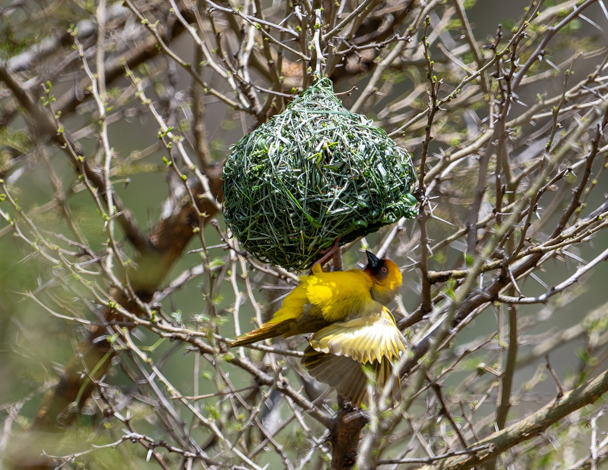 ruppell's weaver