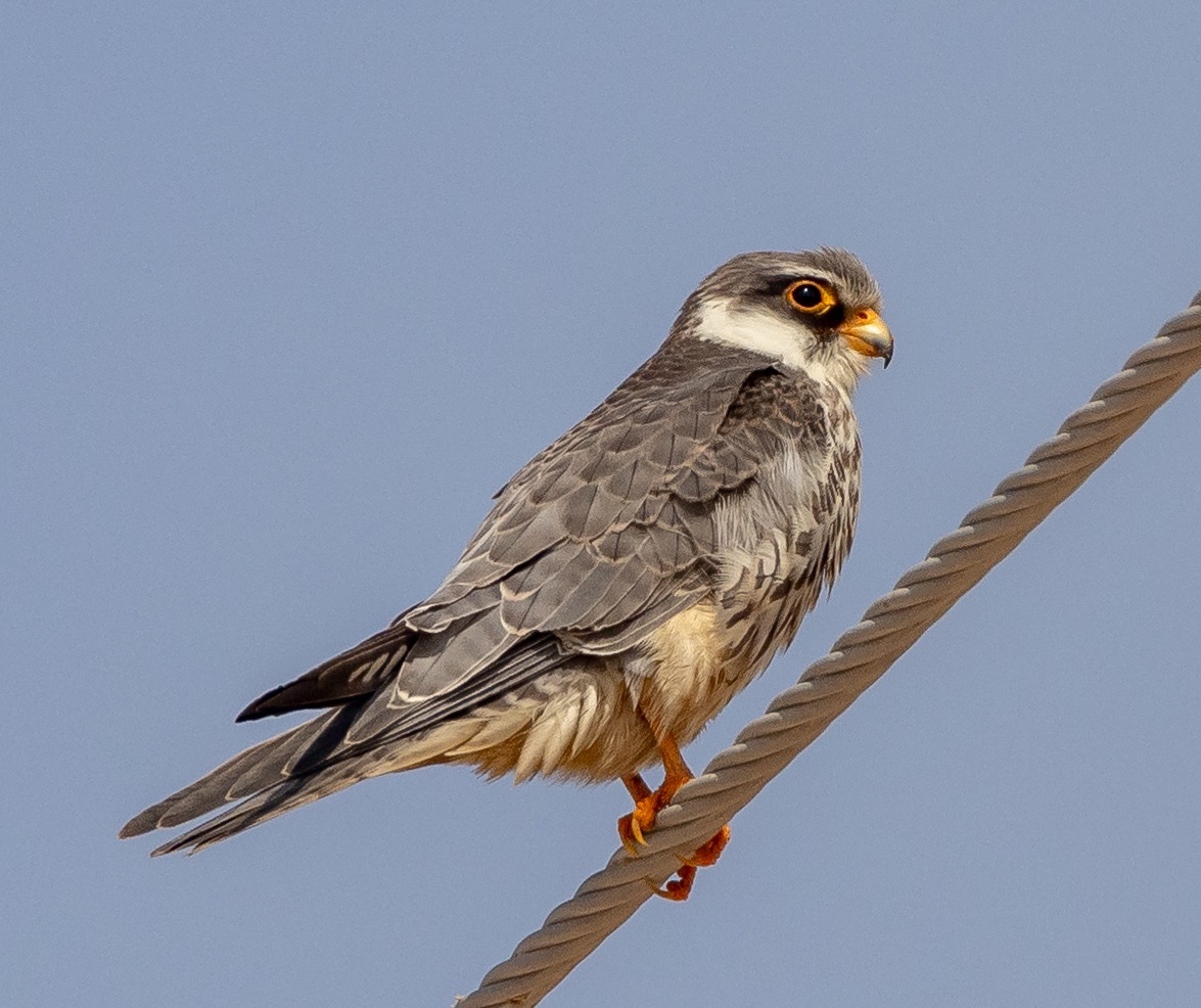 amur falcon