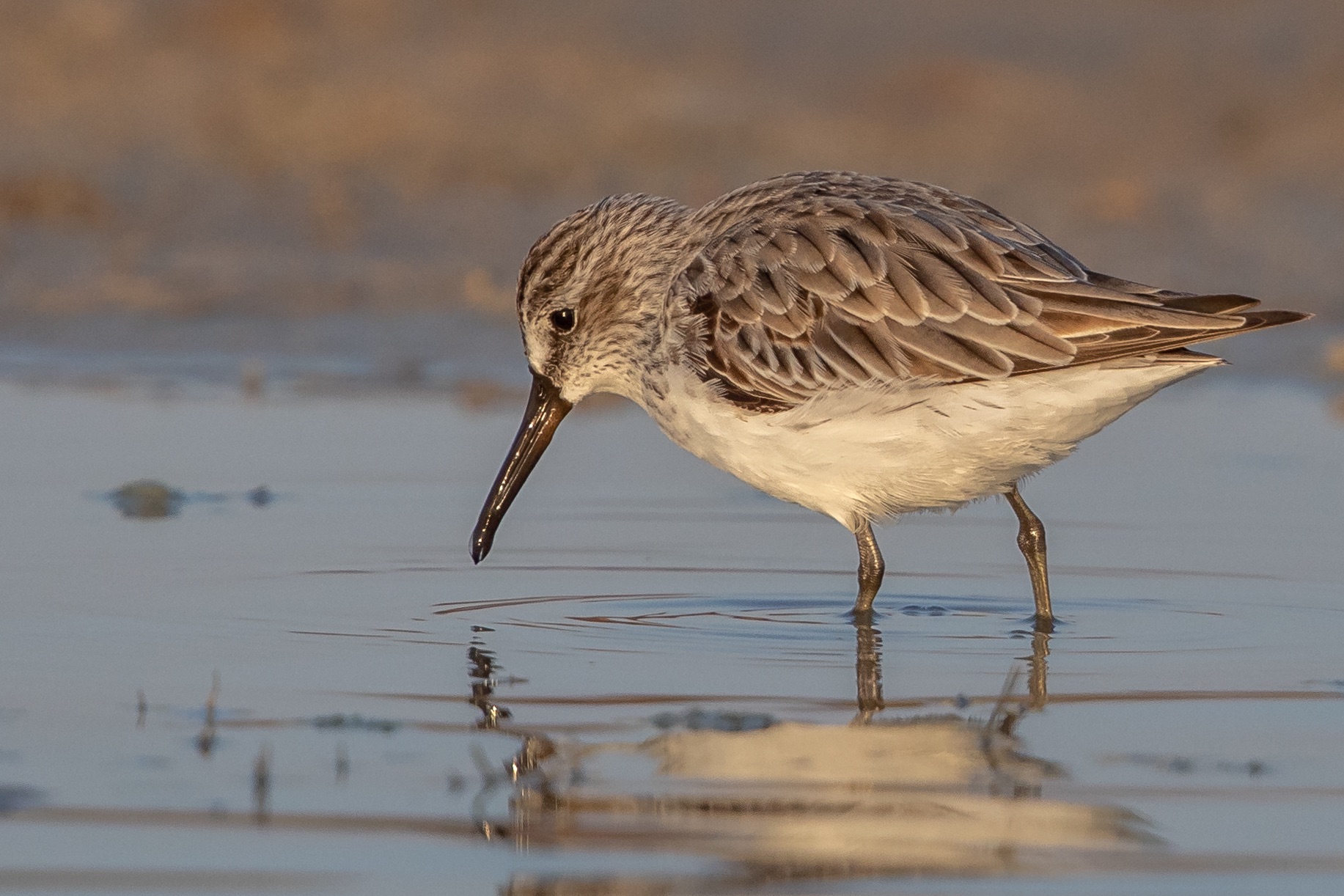 broad-billed sandpiper
