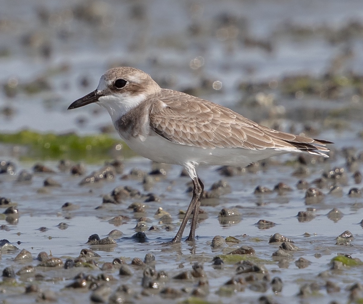greater sandplover