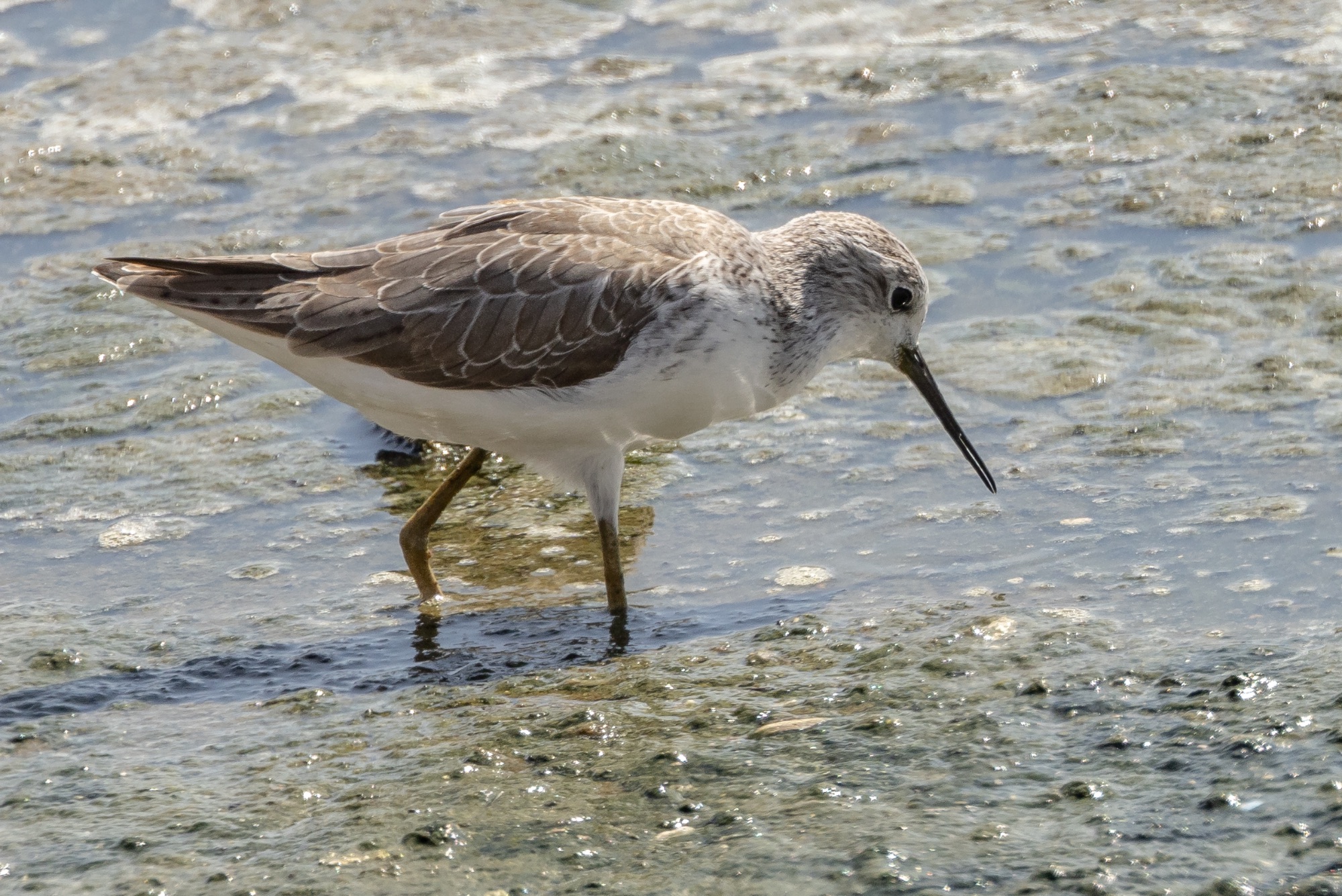 marsh sandpiper