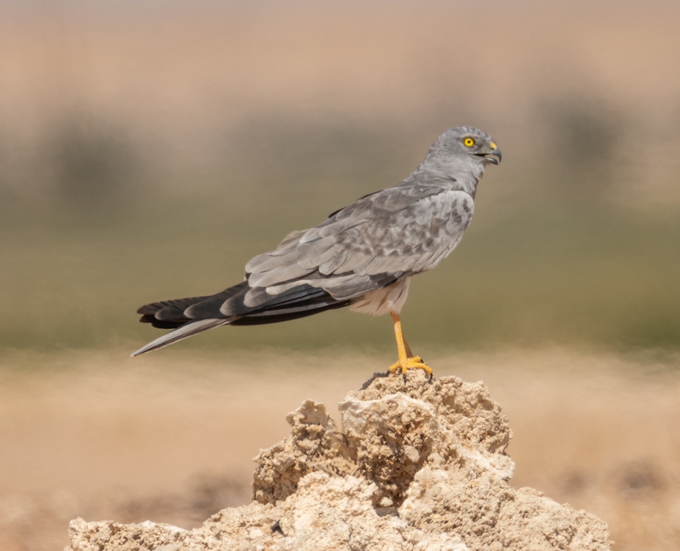 montagu's harrier