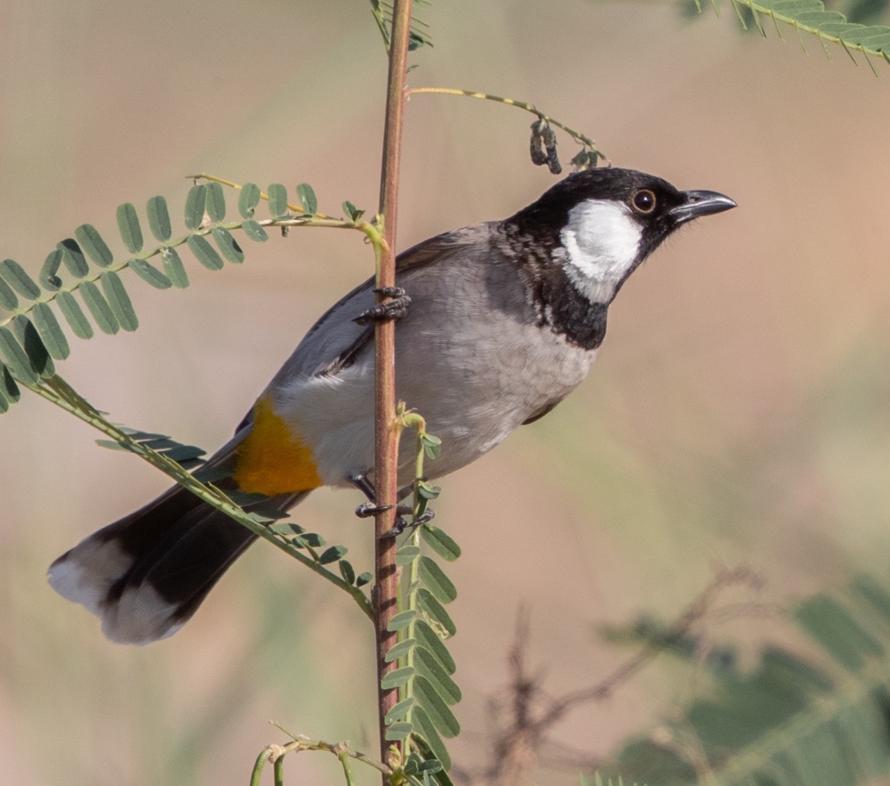white-eared bulbul