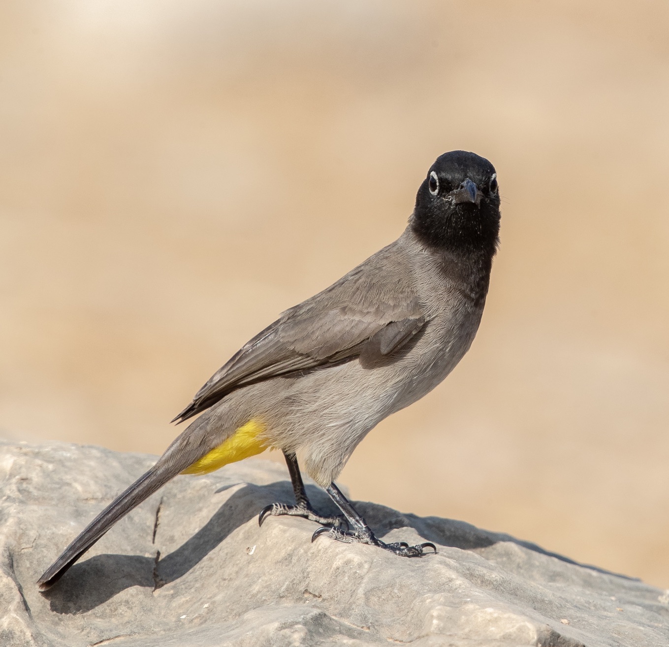 white-spectacled bulbul