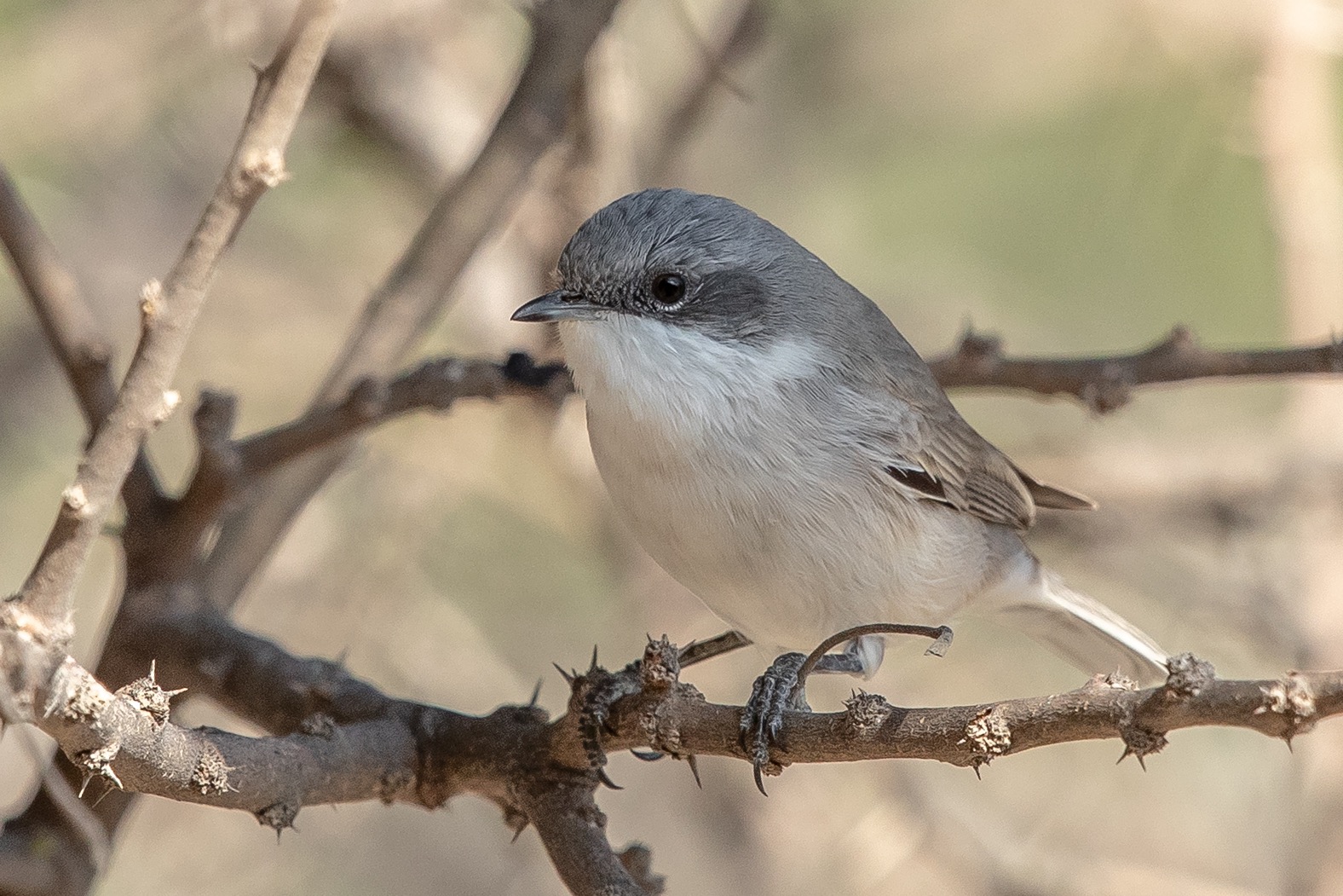 lesser whitethroat