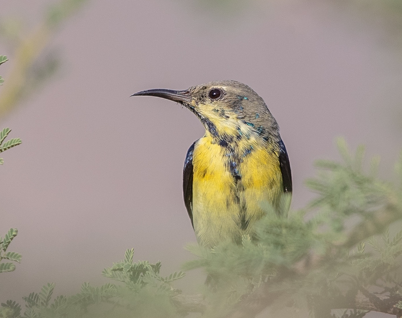 purple sunbird