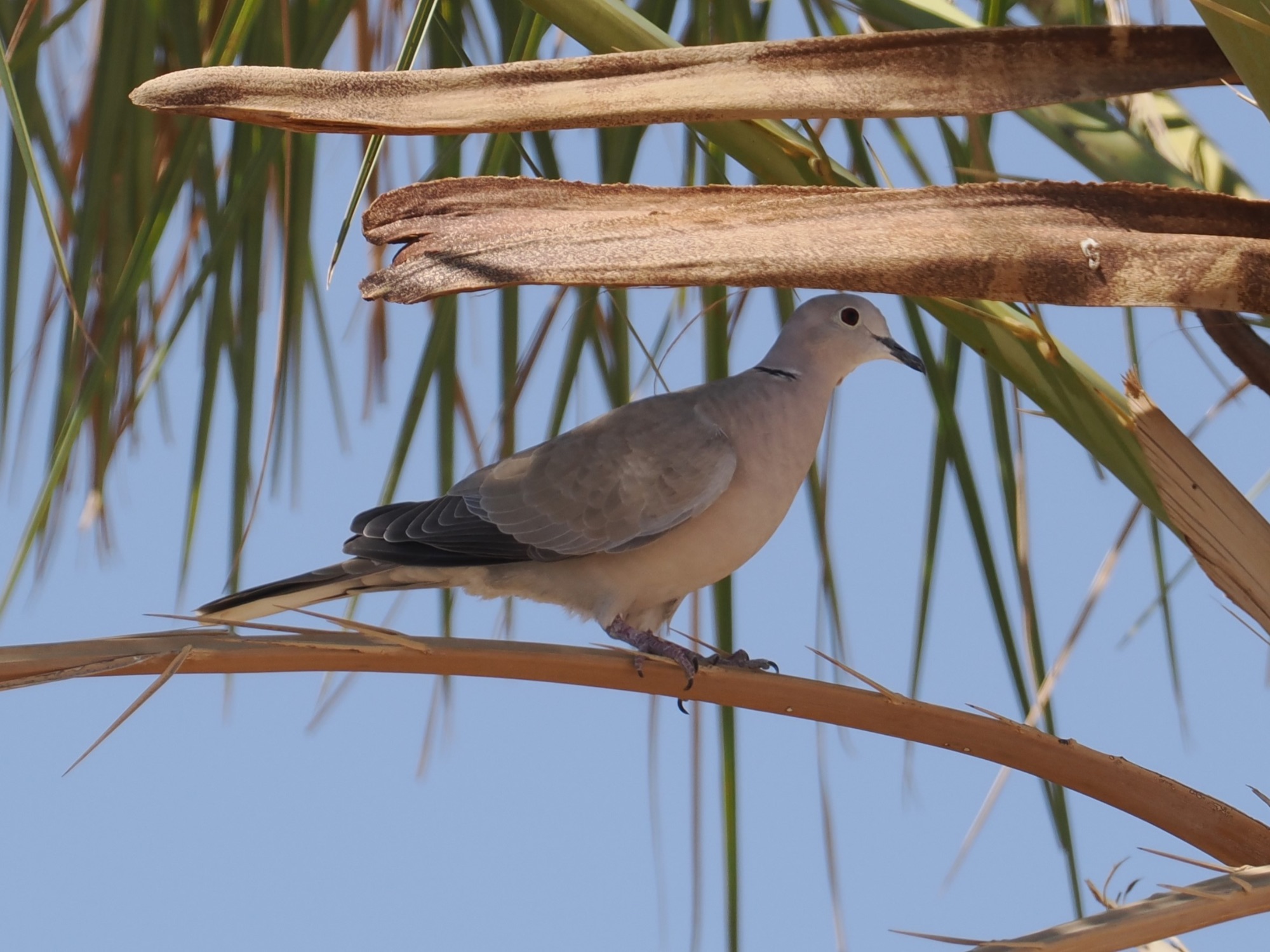 african collared dove