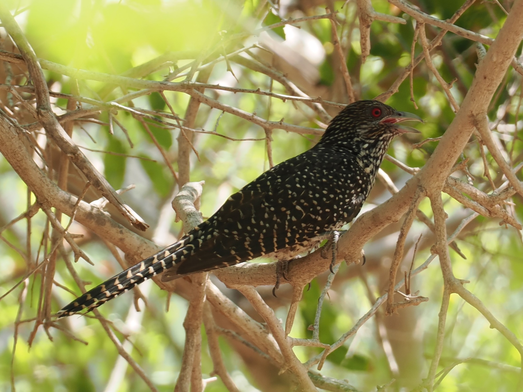 common cuckoo