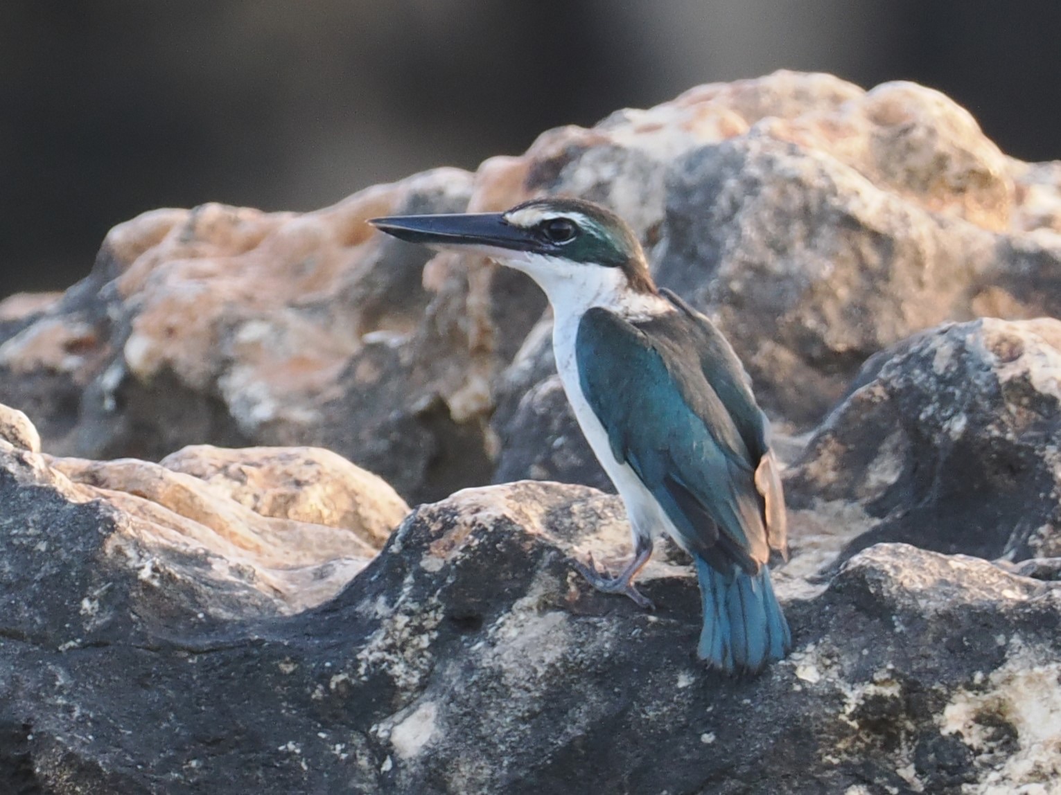 collared kingfisher