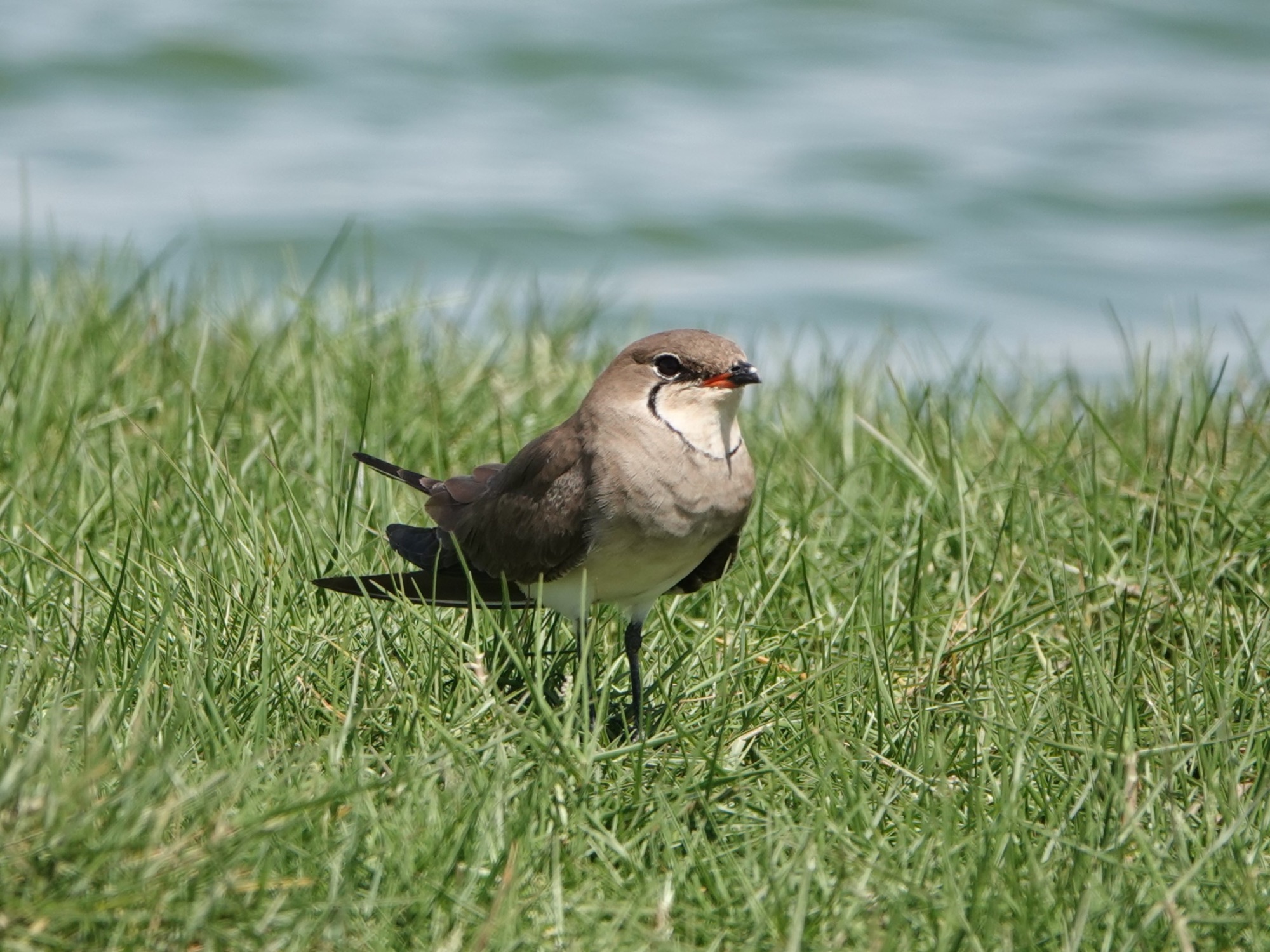 Collared Pratincole 1 Dave Astins