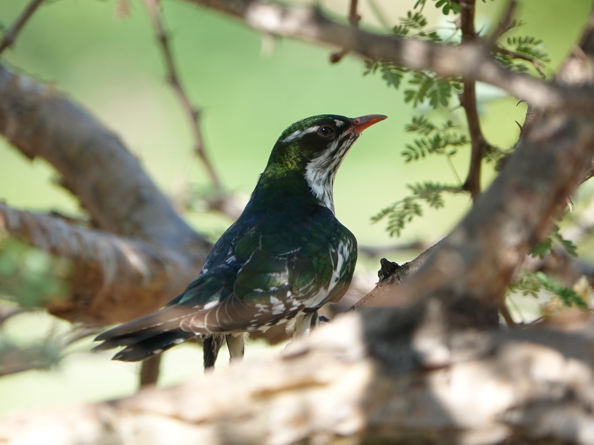 diederik cuckoo