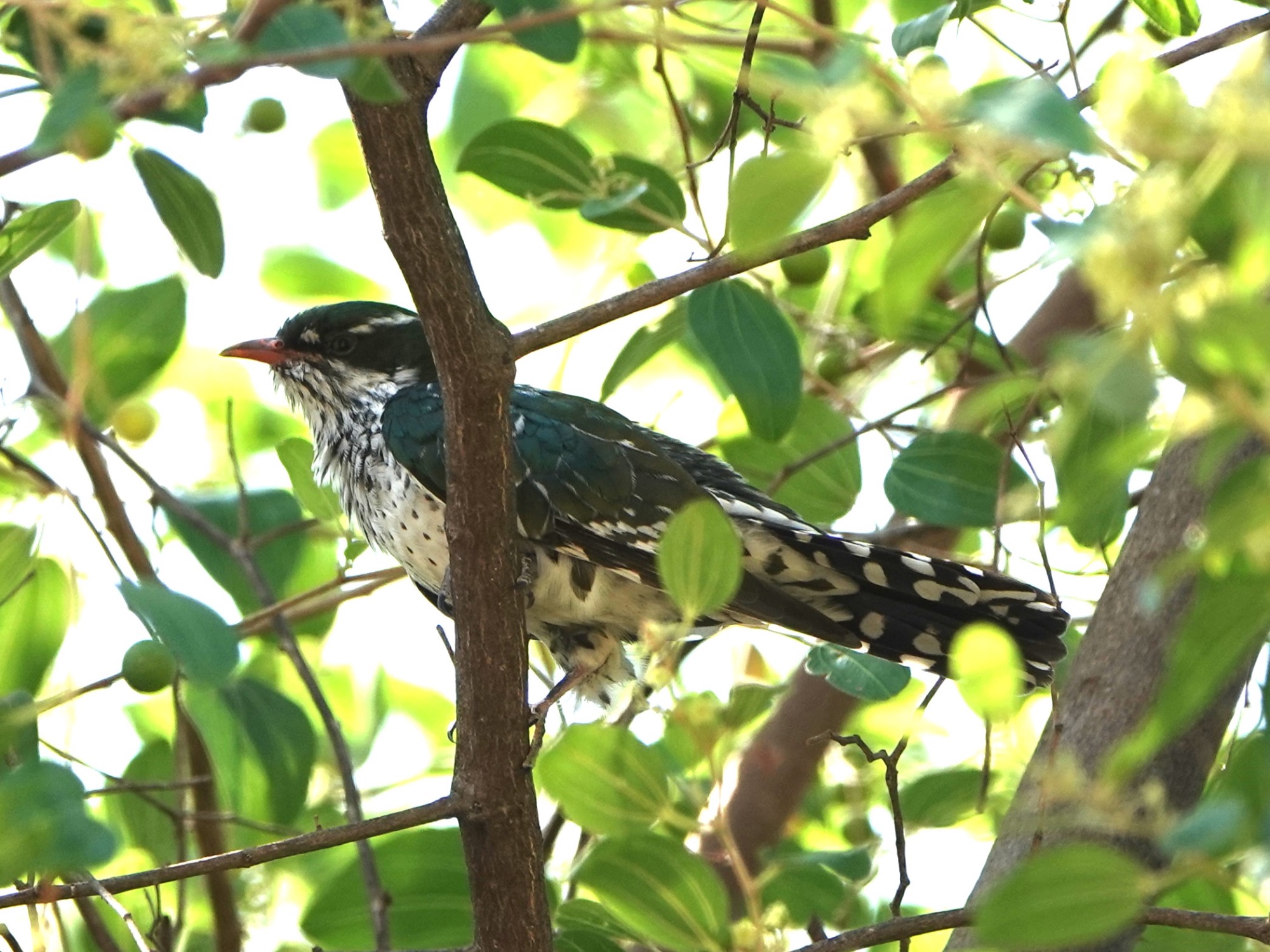 diederik cuckoo