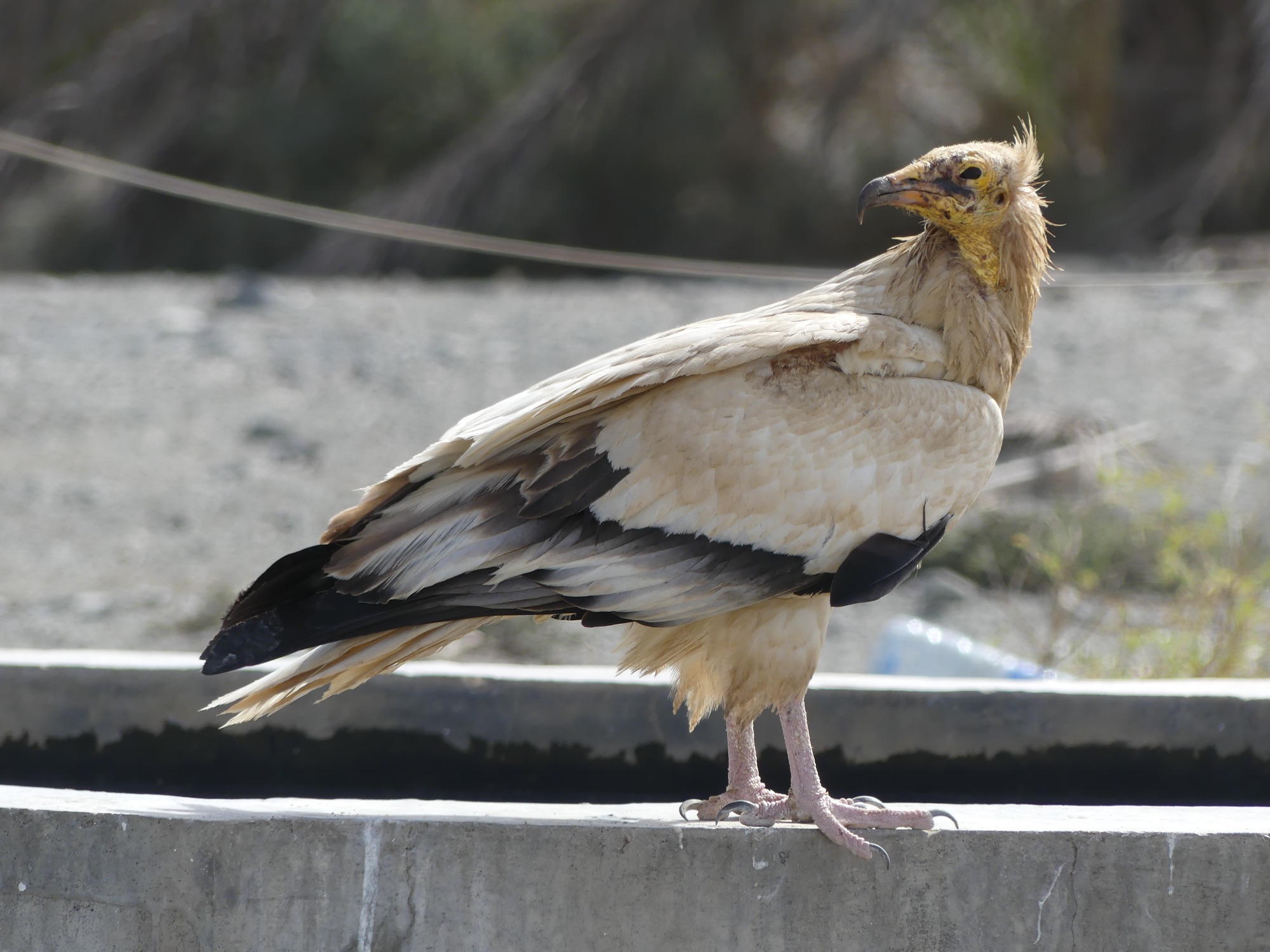 egyptian vulture