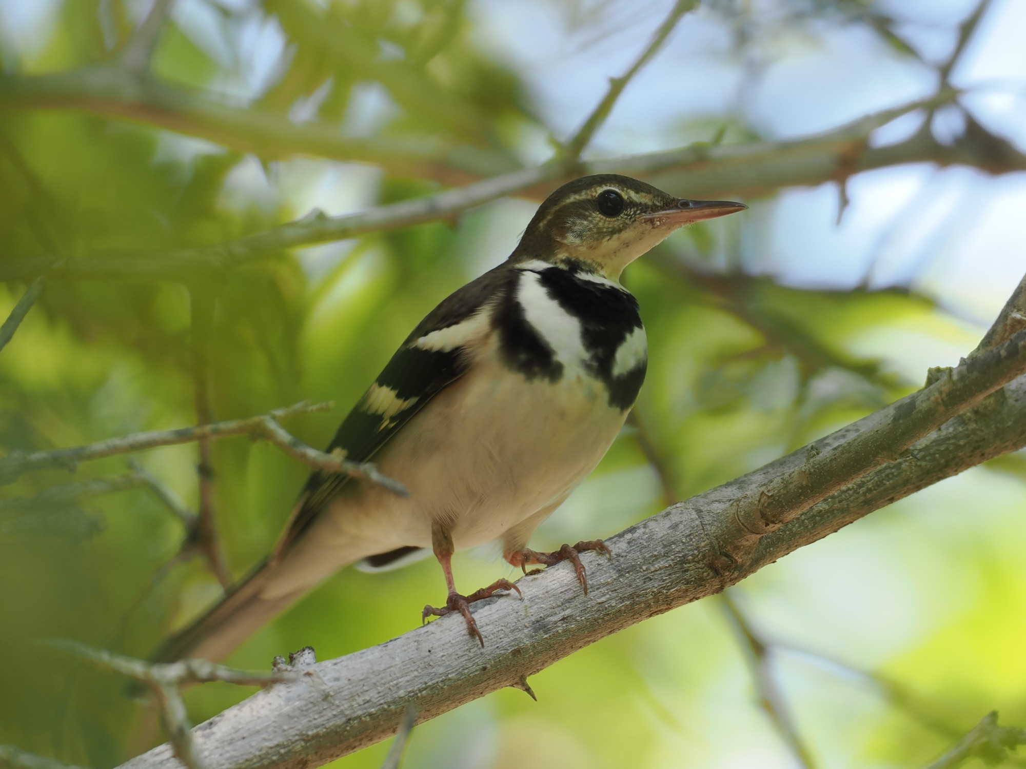 forest wagtail