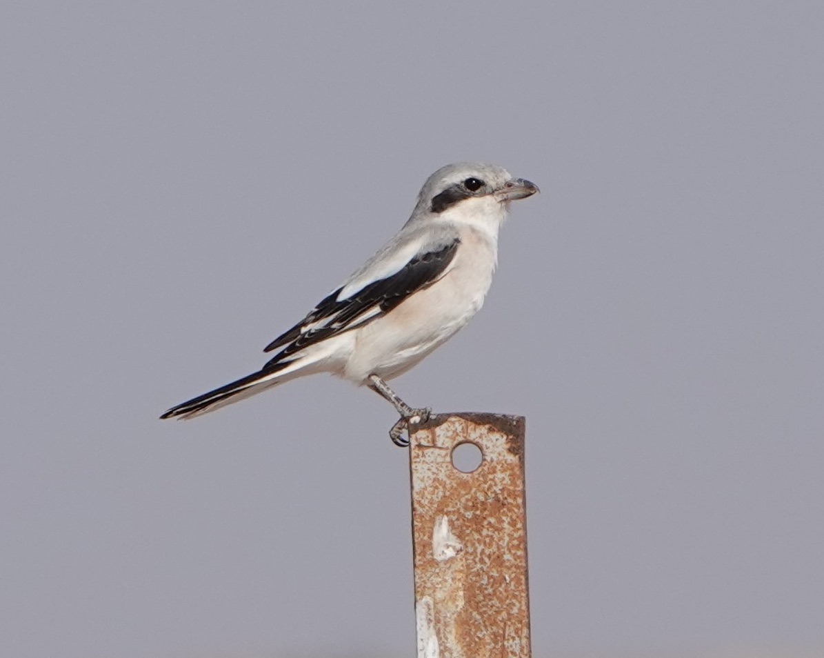 steppe grey shrike