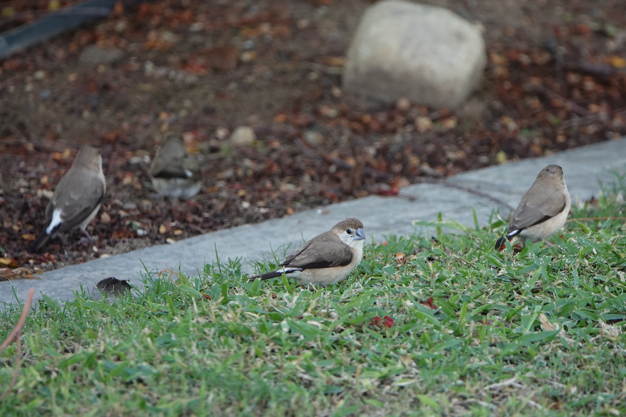 indian silverbill