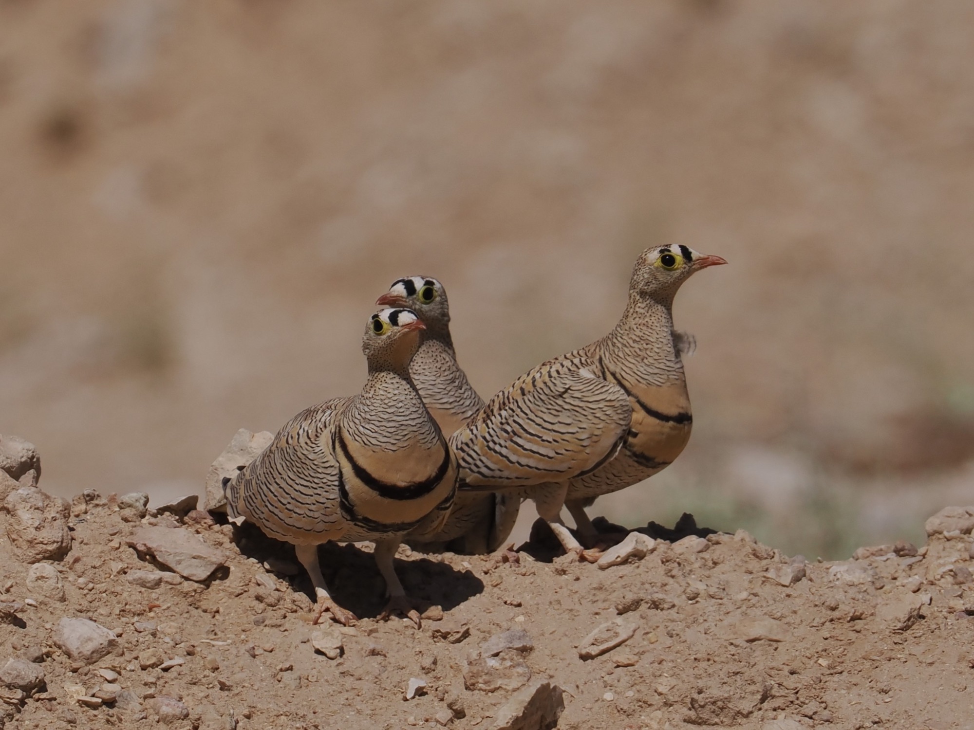 lichtenstein's sandgrouse