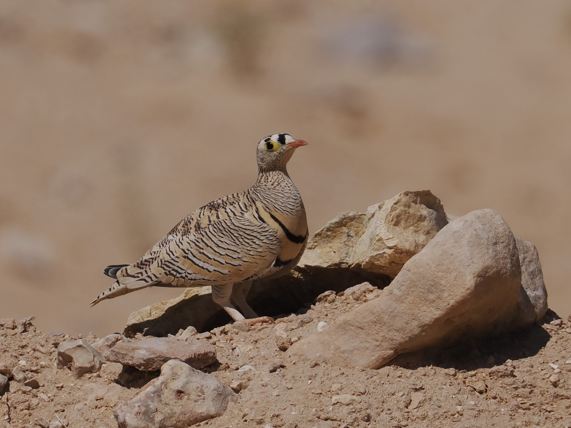 lichtenstein's sandgrouse