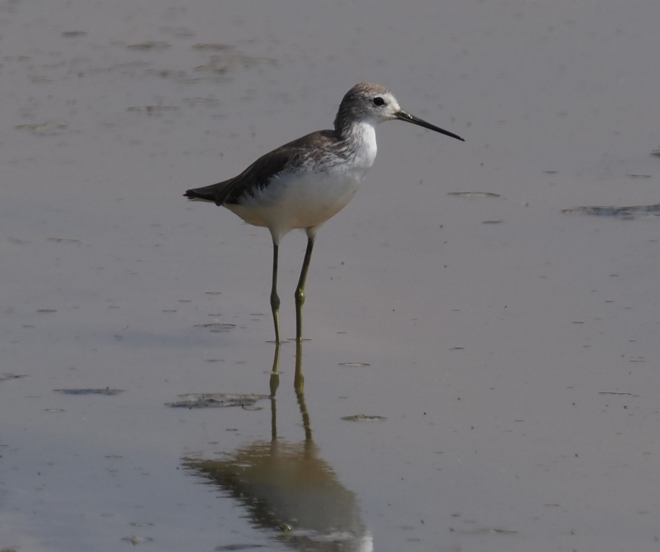 marsh sandpiper