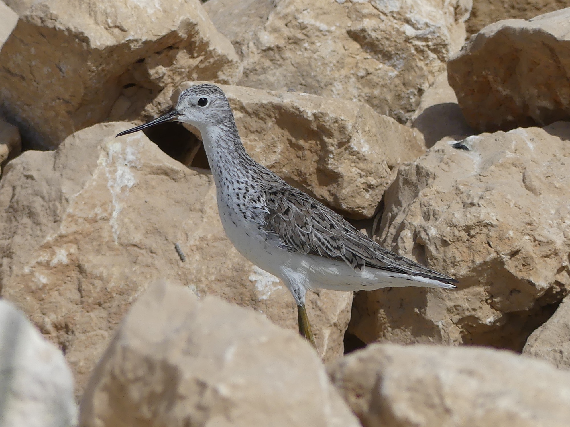marsh sandpiper
