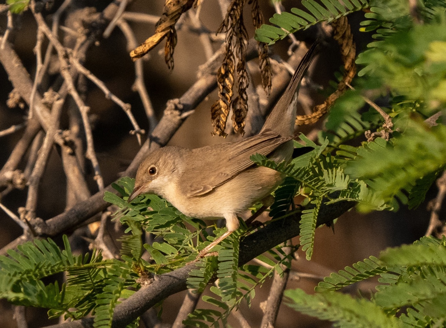 menetries's warbler