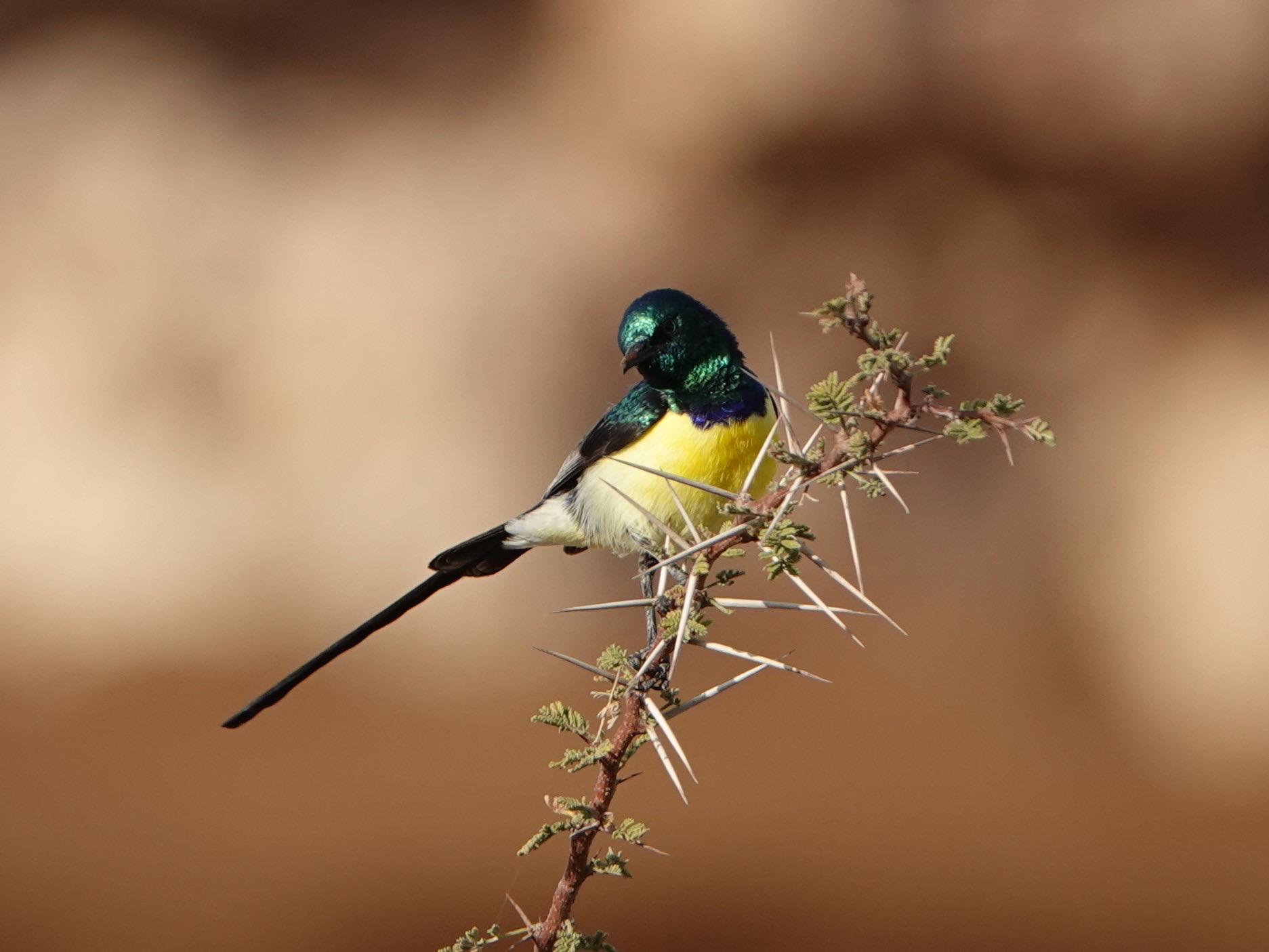 nile valley sunbird
