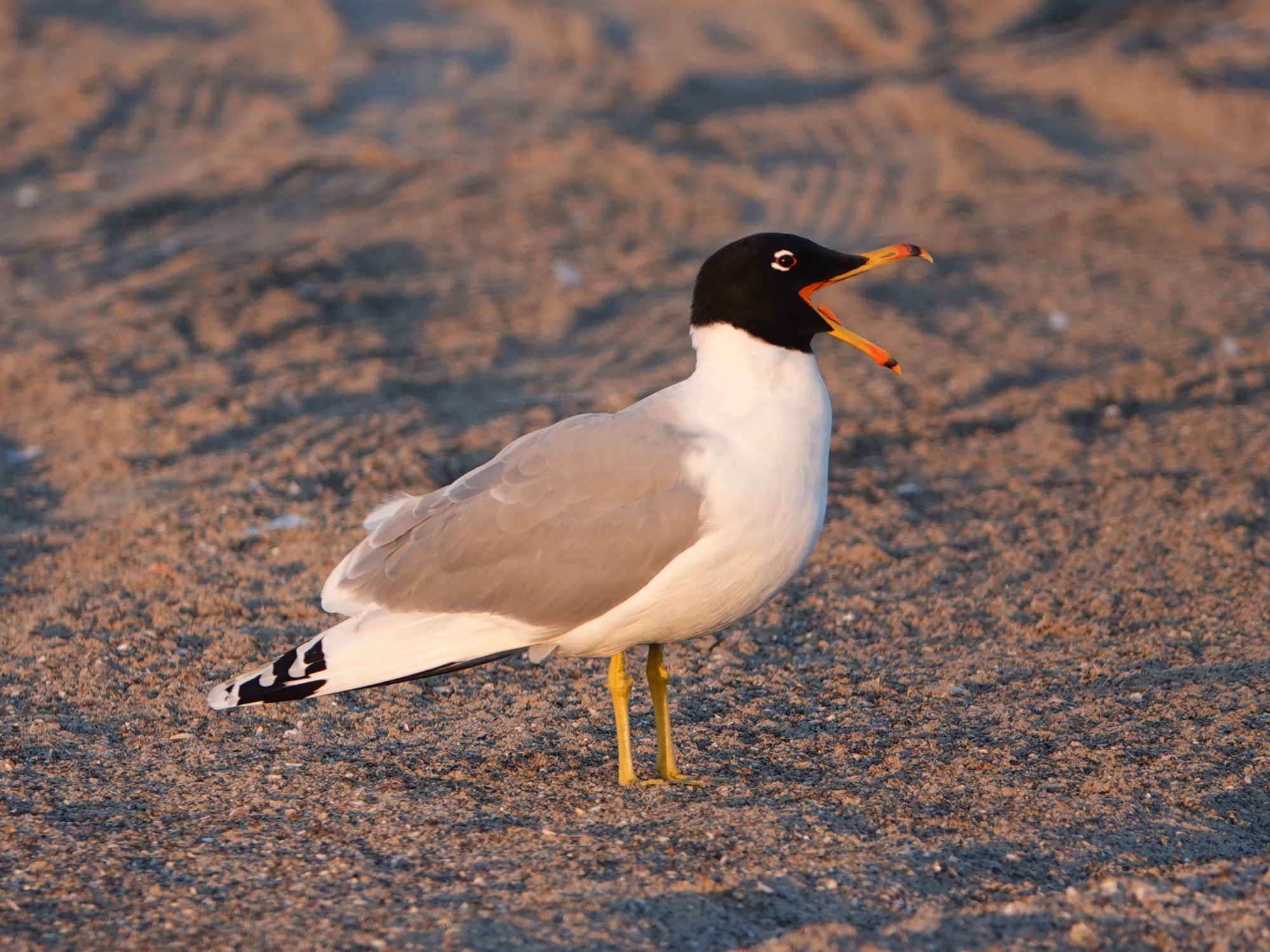 pallas's gull