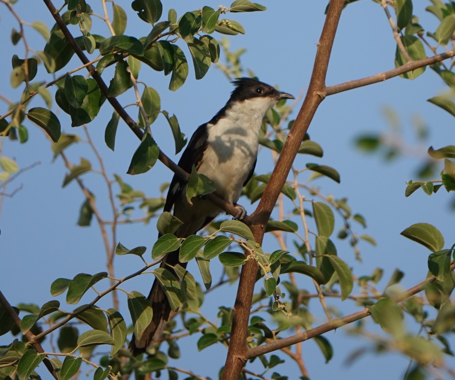 pied cuckoo