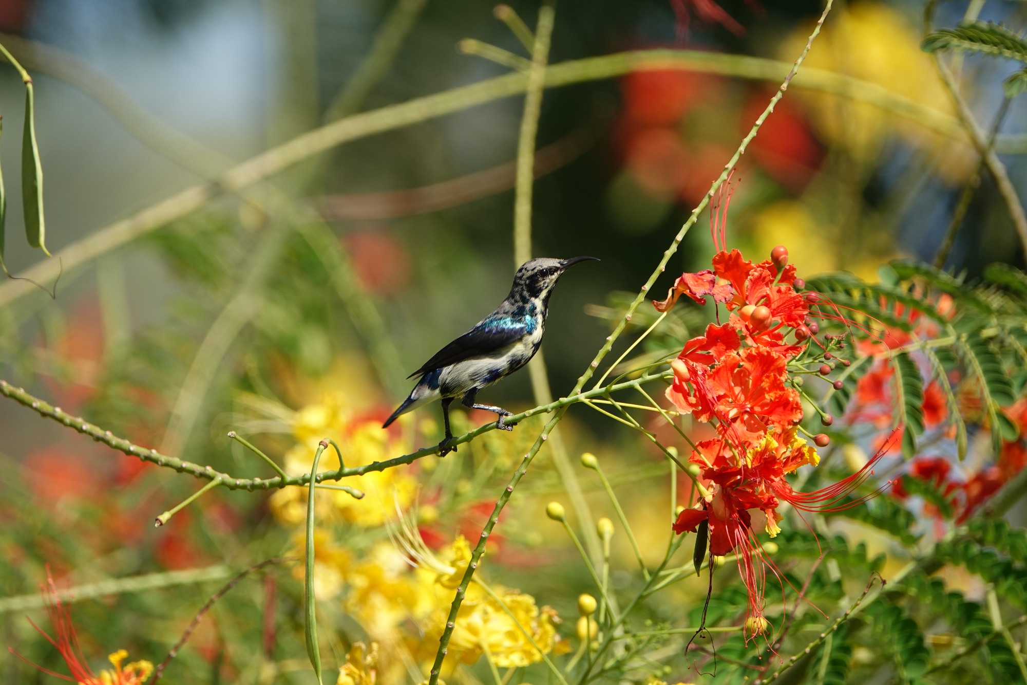 purple sunbird