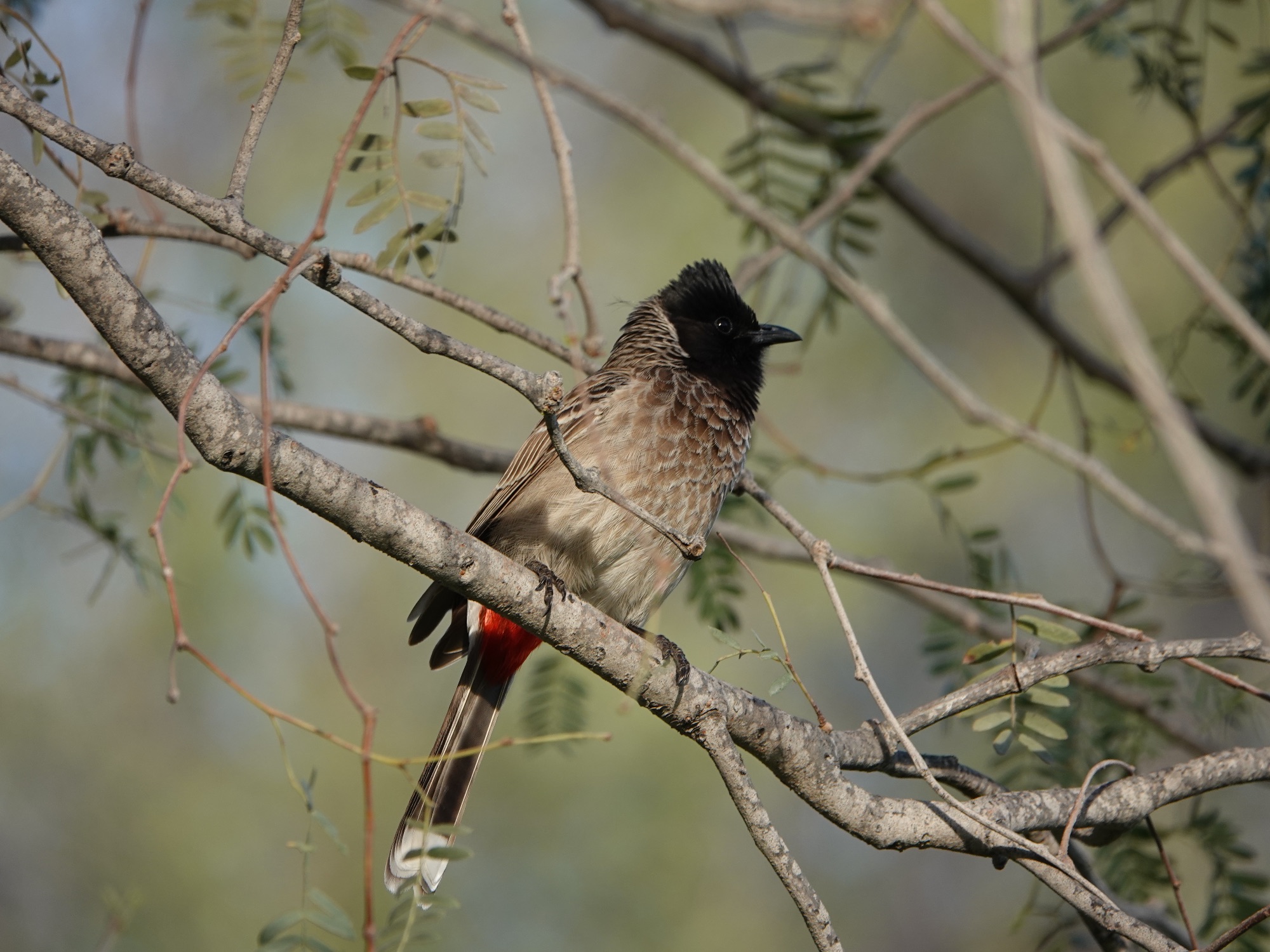 spored-vented bulbul