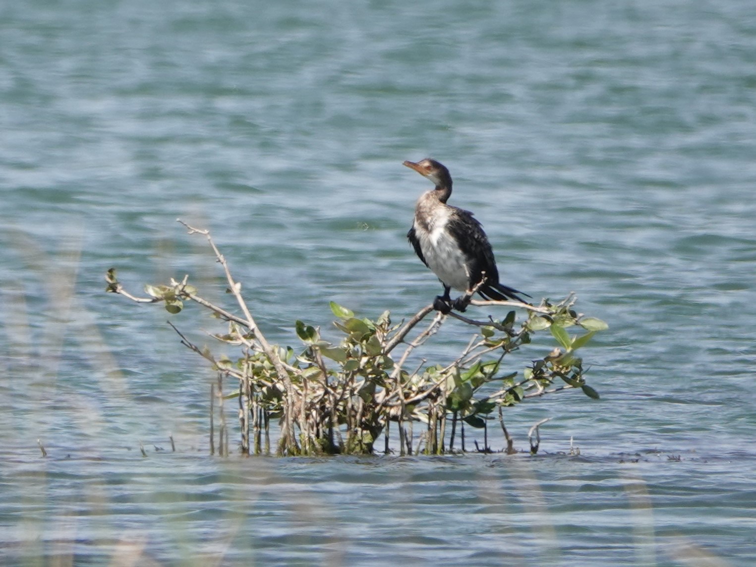 reed cormorant
