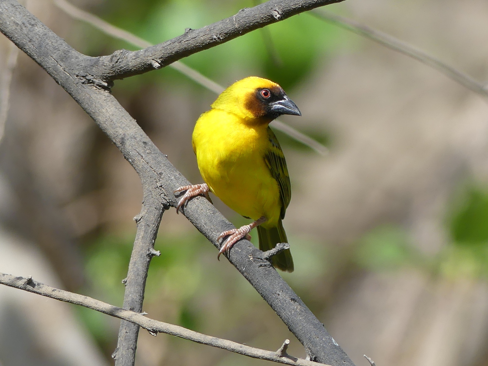 ruppell's weaver