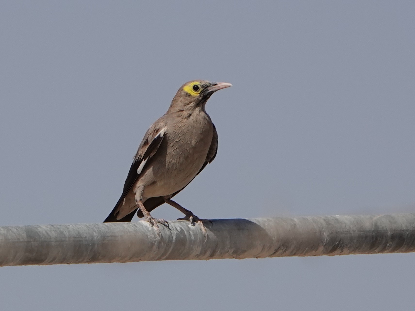 wattled starling
